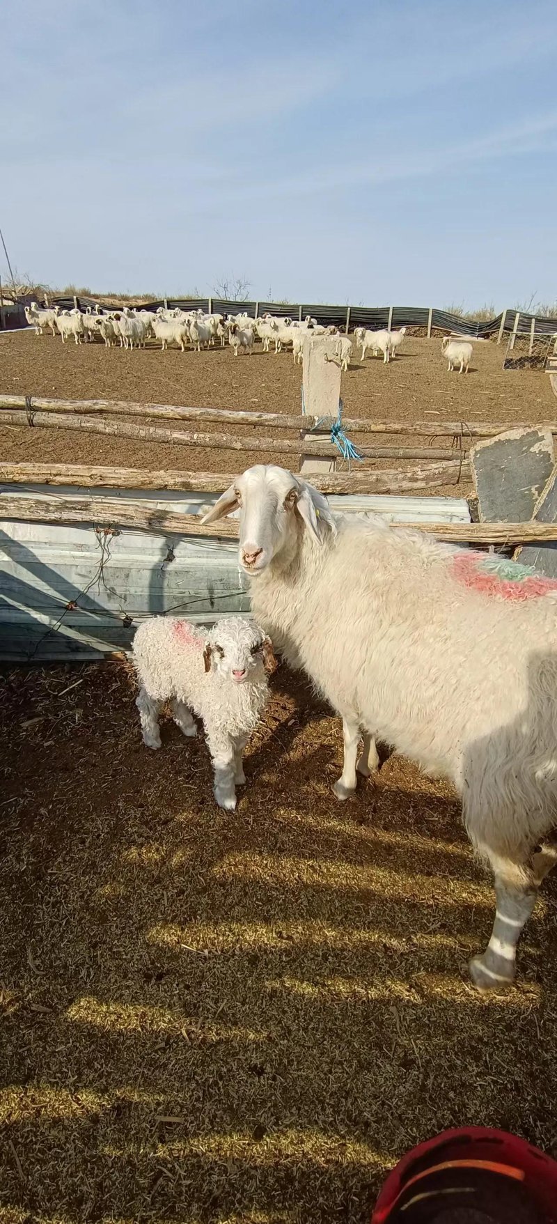养殖业风起云涌:探索牲畜饲养的新趋势